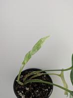 Monstera variegata, Ophalen of Verzenden, Halfschaduw, Minder dan 100 cm