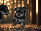 Leuke Morkie pups., Dieren en Toebehoren, Honden | Chihuahua's en Gezelschapshonden, Nederland, Overige rassen, 8 tot 15 weken