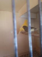 Te koop 2 kanaries in een koop €20, Dieren en Toebehoren, Vogels | Kanaries, Meerdere dieren, Kleurkanarie