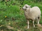 Lucy - Ouessant schaapje ooi (stamboek - wit) - 2025, Dieren en Toebehoren, Schapen, Geiten en Varkens, Vrouwelijk, Schaap, 0 tot 2 jaar