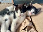 Boerderijkittens te koop!, Dieren en Toebehoren, Meerdere dieren, Kortharig, 0 tot 2 jaar