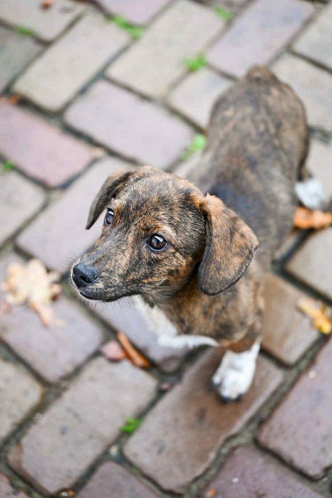 Klein kruising reutje 4 maanden, Dieren en Toebehoren, Honden | Niet-rashonden, Klein, Reu, Particulier, Eén hond, Buitenland