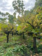 8 oude druivenstruik /druivenboom /wijnranken, ook in delen, Tuin en Terras, Planten | Bomen, Overige soorten, Minder dan 100 cm