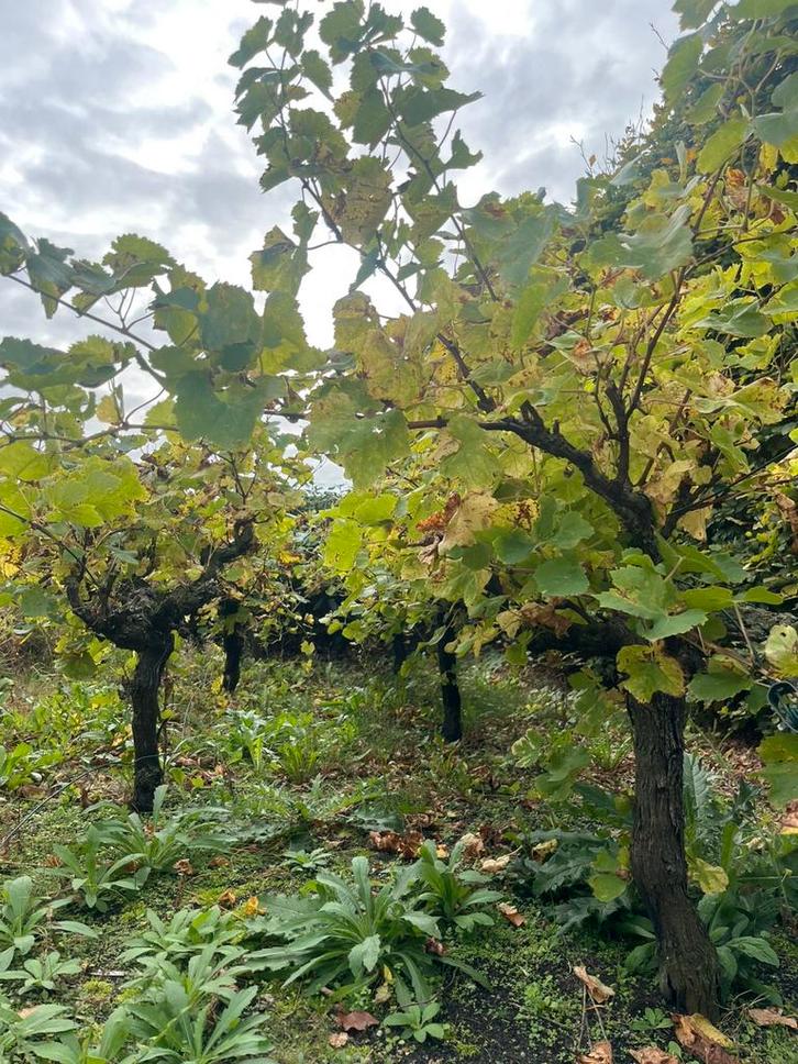8 oude druivenstruik /druivenboom /wijnranken, ook in delen, Tuin en Terras, Planten | Bomen, Overige soorten, Minder dan 100 cm