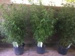 Fargesia Red Dragon, Niet woekerende bamboe!!!, Ophalen, Bamboe, Haag, 250 cm of meer