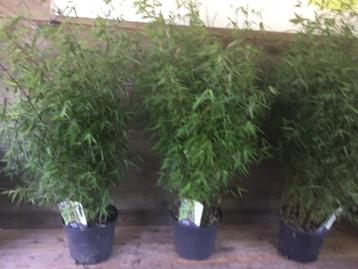 Fargesia Red Dragon, Niet woekerende bamboe!!! beschikbaar voor biedingen