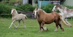 Drachtige tinker merries met veulens aan voet. pssm1 vrij, Dieren en Toebehoren, Paarden, Minder dan 160 cm, Onbeleerd, 11 jaar of ouder
