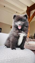 Stamboom pomsky pup de laatste uit nestjes van 8, Dieren en Toebehoren, Nederland, Rabiës (hondsdolheid), Overige rassen, 8 tot 15 weken