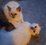 Blauwe Rus; Blue Point kittens, Dieren en Toebehoren, Katten en Kittens | Raskatten | Langhaar, Kater, Gechipt, 0 tot 2 jaar