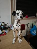 Oude Porseleinen Dalmatier Beeld - 60cm, Ophalen of Verzenden