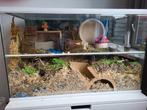 Hamsterverblijf 80x40x50, Dieren en Toebehoren, Knaagdieren en Konijnen | Hokken en Kooien, Zo goed als nieuw, Ophalen, Minder dan 60 cm