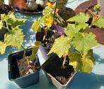 Komkommerplant ......🥒🥒...., Ophalen, Zomer, Groenteplanten, Volle zon