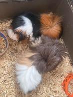 Cavia’s, Verzenden, Konijnen of Knaagdieren