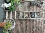 Oude ladder, Doe-het-zelf en Verbouw, Ladders en Trappen, Ophalen, Gebruikt, Ladder, Minder dan 2 meter