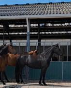 2,5 jr luxe merrie, Dieren en Toebehoren, Paarden, Merrie, Dressuurpaard, Ontwormd, 3 tot 6 jaar