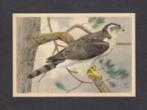 Roofvogel Havik (7)., Ophalen of Verzenden, 1960 tot 1980, Vogel