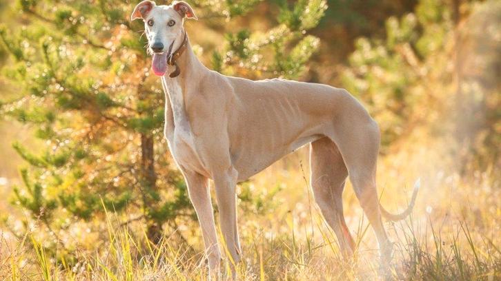 Teruggevonden ! Hazewind Greyhound blond reu ongecastreerd, Dieren en Toebehoren, Vermiste en Gevonden Dieren, Hond