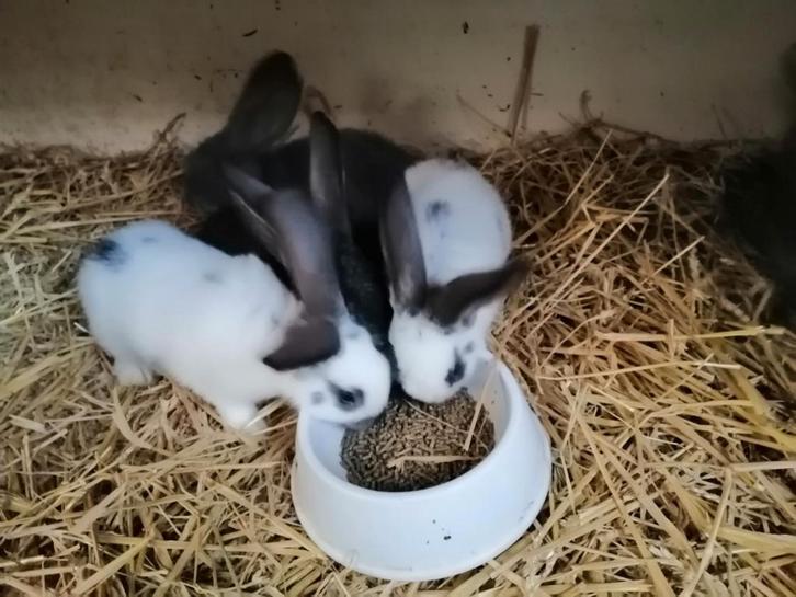 5 rammetjes van een groot soort, Dieren en Toebehoren, Konijnen, Groot, Mannelijk
