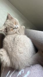 Lilac poesje, Dieren en Toebehoren, Katten en Kittens | Overige Katten, Poes