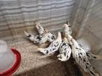 Bonte Leghorn leghennen te koop, Vrouwelijk, Kip