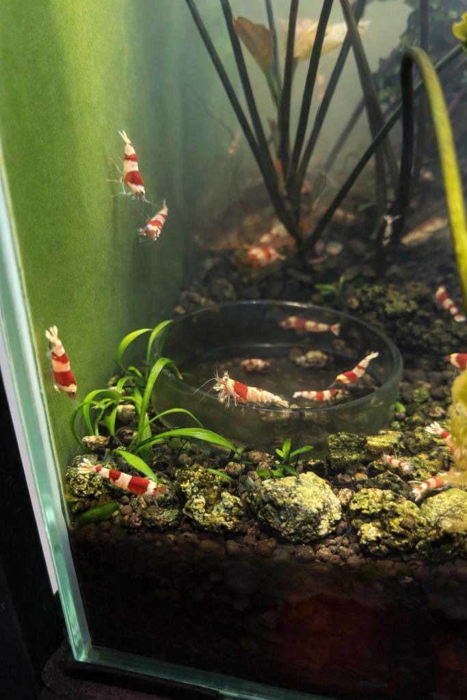 Caradina Cristal red garnalen te koop, Dieren en Toebehoren, Vissen | Aquariumvissen, Kreeft, Krab of Garnaal