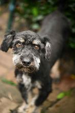 Skippy, klein medium boomer reu gec. 1 jaar, Dieren en Toebehoren, Honden | Niet-rashonden, Particulier, Rabiës (hondsdolheid)