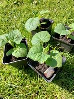Laatste augurk plantjes!!, Tuin en Terras, Planten | Tuinplanten, Ophalen, Volle zon, Groenteplanten, Eenjarig