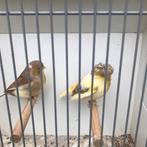 Mooi koppel glosters, Dieren en Toebehoren, Vogels | Kanaries, Meerdere dieren, Kleurkanarie