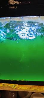3+1 GRATIS, Fytoplankton, Vis