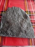 Fossiel met blad afdruk, Ophalen, Fossiel