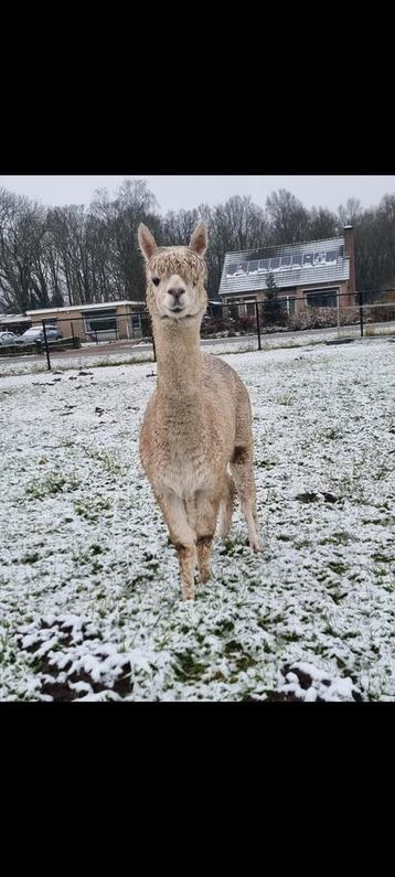 Alicia, alpaca huacaya merrie AAB beschikbaar voor biedingen