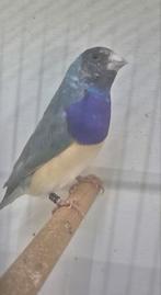 Bonte gouldamadine blauwpastel, Dieren en Toebehoren, Mannelijk