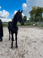 Mooi fries hengst veulen te koop, Dieren en Toebehoren, Paarden, Hengst, Niet van toepassing, 0 tot 2 jaar