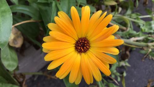 Zaden oranje goudsbloem, Tuin en Terras, Bloembollen en Zaden, Zaad, Voorjaar, Volle zon, Ophalen of Verzenden