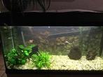 Aquarium, Dieren en Toebehoren, Vissen | Aquaria en Toebehoren, Ophalen, Gebruikt, Gevuld zoetwateraquarium