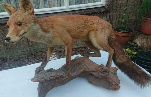 Prachtig realistische opgezette vos met houten pronkstatief, Verzamelen, Dierenverzamelingen, Ophalen of Verzenden