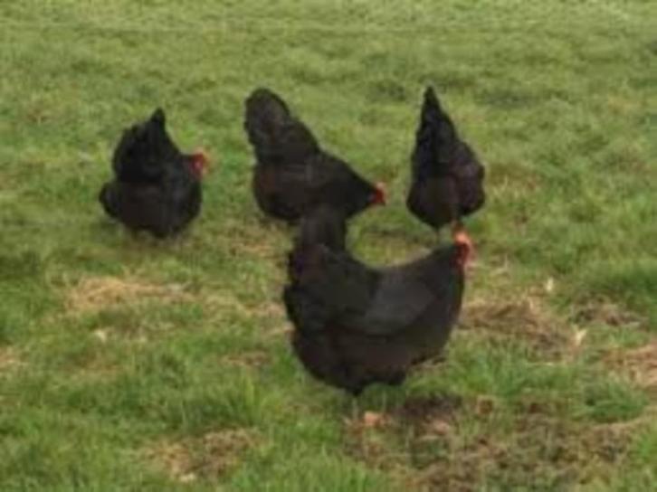 Zwarte kippen., Dieren en Toebehoren, Pluimvee, Kip, Vrouwelijk