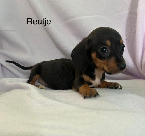 Teckel puppy, Dieren en Toebehoren, Honden | Teckels en Dashonden, Reu, Korthaar, Dwerg, Particulier, Eén hond, Nederland, 8 tot 15 weken