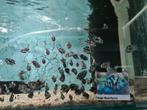 Polar Blue Parrot Cichliden, Dieren en Toebehoren, Vissen | Aquariumvissen, Vis, Zoetwatervis