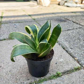 Sansevieria golden mini beschikbaar voor biedingen