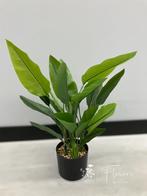 Kunstplant strelitzia 70cm NIEUW!, Binnen, Info@flowersbymirjam.nl, Nieuw, Transformatorstraat 6a