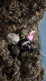 Herplaatsing – Gerbil vrouwtje Rain (2 jaar), Dieren en Toebehoren, Juni, Vrouwelijk, Overige typen, Tam