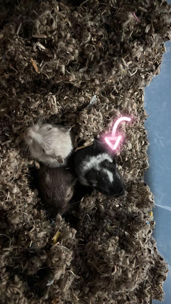 Herplaatsing – Gerbil vrouwtje Rain (2 jaar), Dieren en Toebehoren, Knaagdieren, Vrouwelijk, Overige typen, Juni, Tam