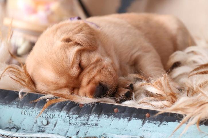 Gastgezin gezocht in het Noorden / redfox  Labrador teefje, Dieren en Toebehoren, Honden | Retrievers, Spaniëls en Waterhonden