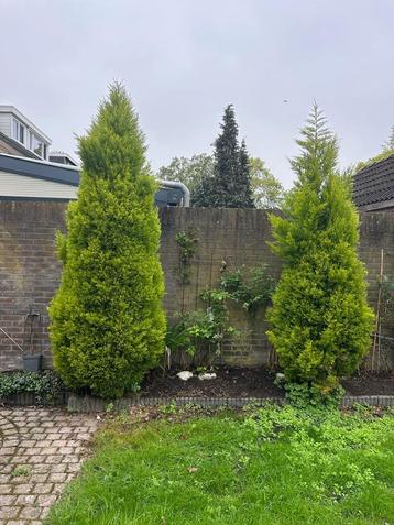 GRATIS coniferen beschikbaar voor biedingen