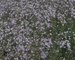 Gypsophila Rosenschleier - gipskruid, Ophalen, Zomer, Vaste plant, Overige soorten