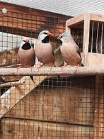 Spitsstaartamadines, Dieren en Toebehoren, Meerdere dieren
