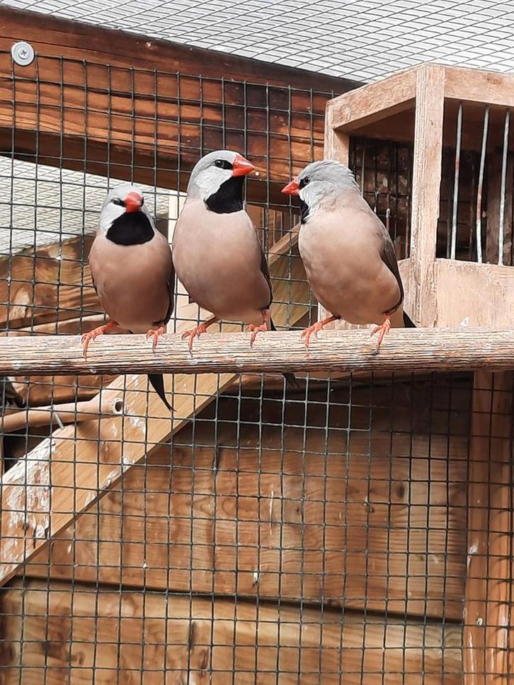 Spitsstaartamadines, Dieren en Toebehoren, Vogels | Overige Vogels, Meerdere dieren