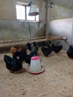 raszuivere jonge wyandotte kriel kippen, Dieren en Toebehoren, Pluimvee, Vrouwelijk, Kip