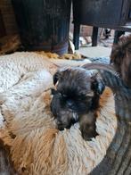 ## Prachtige lieve Shih tzu puppy nog 1  ##, Dieren en Toebehoren, Honden | Chihuahua's en Gezelschapshonden, Overige rassen, Meerdere